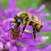 蜜蜂为什么会成为我们的好朋友?