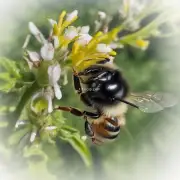 什么时候野蜜蜂可以获取到最多的甘露汁和花蜜以供给它们的养料需求?