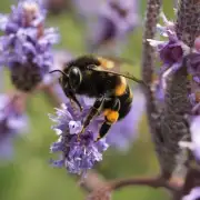 为什么马蜂比其他昆虫更容易捕食蜜蜂?