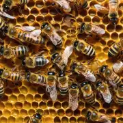 蜜蜂怎样收集花粉和蜜糖?