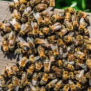 初夏的温度逐渐升高蜜蜂如何应对高温环境并保持身体健康呢?