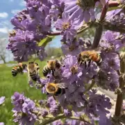 在什么季节养蜜蜂是最理想的?
