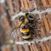 蜜蜂是如何选择合适的位置用于建造房子的?