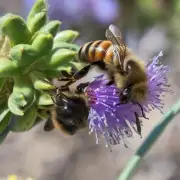 蜜蜂如何获得水分补充的养分?