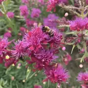 淳化县近段时间蜜蜂采集了哪些花卉?