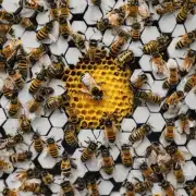 如何将野蜜蜂引进到你的蜂箱中?