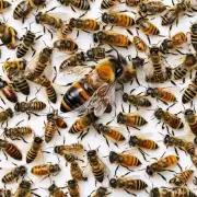 当蜜蜂幼虫开始在其他成年蜜蜂的示范下学习时它们学会了觅食行为和与蜂群其他成员互动的方式在蜂巢内幼虫通过形成一层外壳来保持体温恒定并防止外界影响因此问题23蜜蜂幼虫如何保护自己的身体免受外部环境的影响?