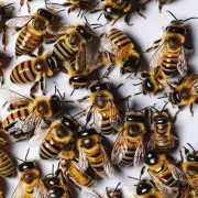 什么样的蜜蜂竹签在市场上更受欢迎?