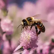 蜜蜂为什么需要在飞行中采花粉呢?