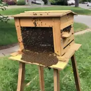 我家附近有蜂巢但我不知道如何捕捉到它?