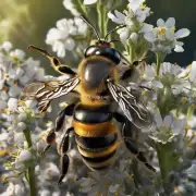 如果我发现蜜蜂多王台了应该怎么办?