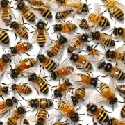 蜜蜂有自己特别的语言是用花粉语吗?