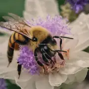 在不同气候下蜜蜂会以不同的方式生活吗?