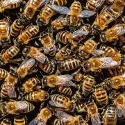 你认为我们是否应该保护这些蜜蜂?