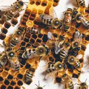 蜜蜂是如何制造出美味可口的食物蜜糖的呢?