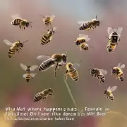 当雌性蜜蜂跳圆圈舞时会发生什么变化吗?