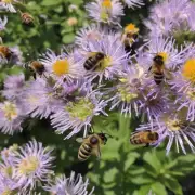蜜蜂在采花蜜时通常会选择哪些植物来取食?