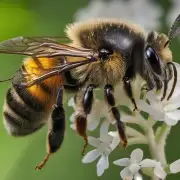 问蜜蜂天敌是何种虫子?