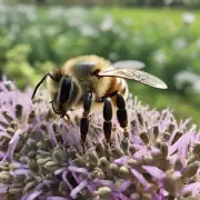 河北引进外来蜜蜂需要哪些条件?