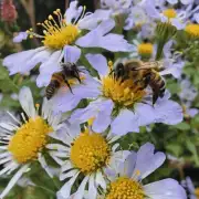 蜜蜂是如何将花粉带到花蕊里的?