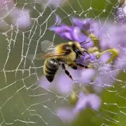 蜜蜂春繁如何维护这个蜂网呢?