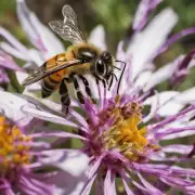 蜜蜂采花蜜的过程一般是否需要与花粉进行接触或摩擦才能将花蜜提取出来?
