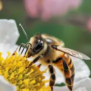 请解释一下为什么白糖蜜蜂要加糖水可以提高产品的口感和质量?