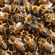 当蜜蜂幼虫开始在其他成年蜜蜂的示范下学习时他们学会了觅食行为和与蜂群其他成员互动的方式这种实践活动对于幼虫的成长非常重要因为它们从中学到了一些基本的生存技能因此问题11蜜蜂幼虫是如何从蜂窝中获取营养物质的?