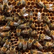 当蜜蜂缺乏合适的蜂巢时它们的幼虫将面临许多危险包括气温变化的影响食物短缺等问题以及被天敌侵袭和捕食的风险这些问题都可能严重影响蜜蜂群落的发展因此问题6蜂窝在蜜蜂幼虫的重要性有哪些方面?