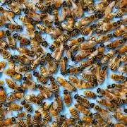 如何判断是否需要补充蜂群的营养物质来防止蜜蜂死亡?