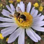 的话题蜜蜂通过哪些方式来完成采蜜的行为?