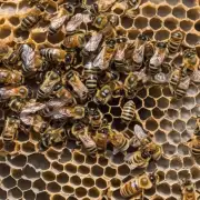 蜜蜂如何确定哪个回声巢虫是最合适的?
