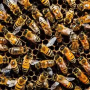 为什么你应该小心对待蜜蜂?