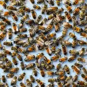 冬季饲养蜜蜂需要注意哪些细节以确保它们获得充足的营养?