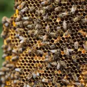 在开阔地带中蜜蜂更喜欢建立多层结构的蜂窝么?