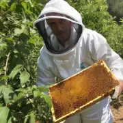 的话题蜜蜂的采蜜是干什么用的?