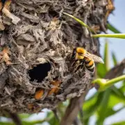 蜜蜂为什么会躲在巢口等候食物呢?