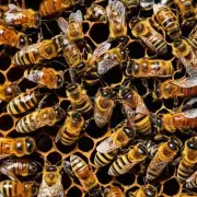 蜜蜂老蜂巢是否具有抗菌作用?