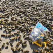 如果你在海滩上发现一袋蜜蜂窝你会怎么做?