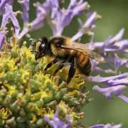 野生蜜蜂如何应对气候变化对它们的生存环境造成的威胁?