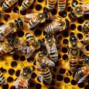 蜜蜂在采集蜜的过程中会对环境造成什么影响?