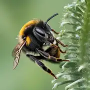 大个头身上的所有毛都是什么蜜蜂呢?