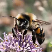 蜜蜂的蛹是几类?