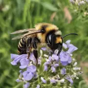 脾气暴躁的蜜蜂有哪些种类?