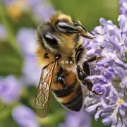 蜜蜂的唾液中是否含有丰富的酶和蛋白质成分?