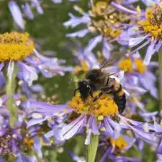 什么是蜜蜂蜂螨?