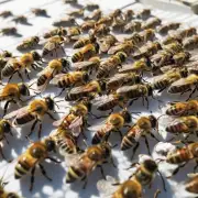 在蜜蜂饲养期间如果让蜜蜂吃到富含蛋白质和碳水化合物的食物能加快产卵率吗?