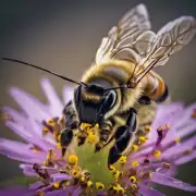 问题是蜜蜂是不是蜂王呢?