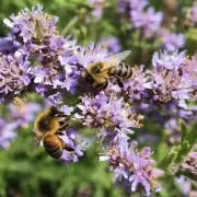 蜜蜂吃了药会导致它们的健康状况发生何种改变?