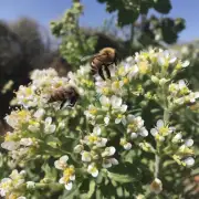 蜜蜂是否依赖特定的植物来获取足够的花蜜作为养分?